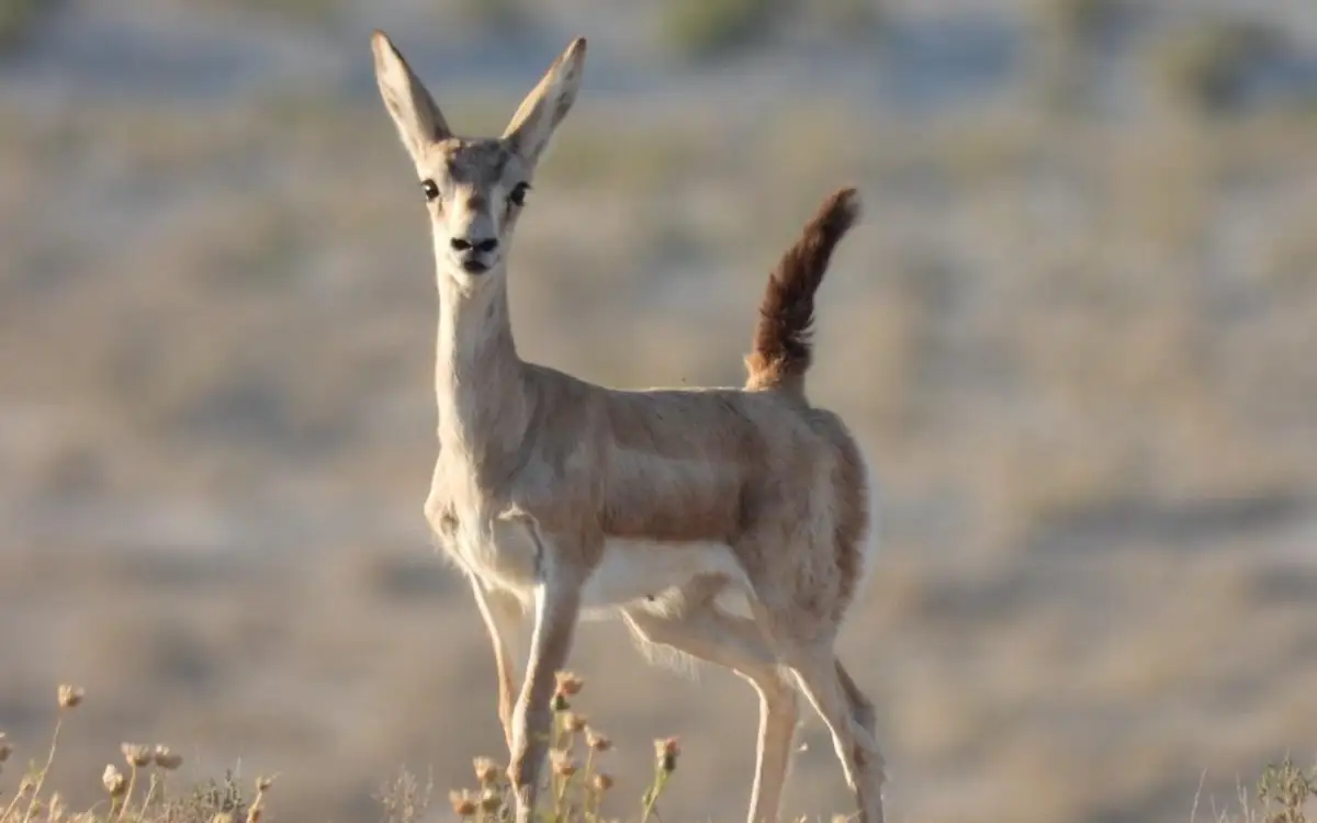 Санкт-Петербургтегі арзан минет