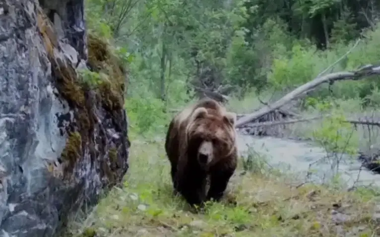 Tien Shan brown caught on trap camera in Zhongar-Alatau National Park