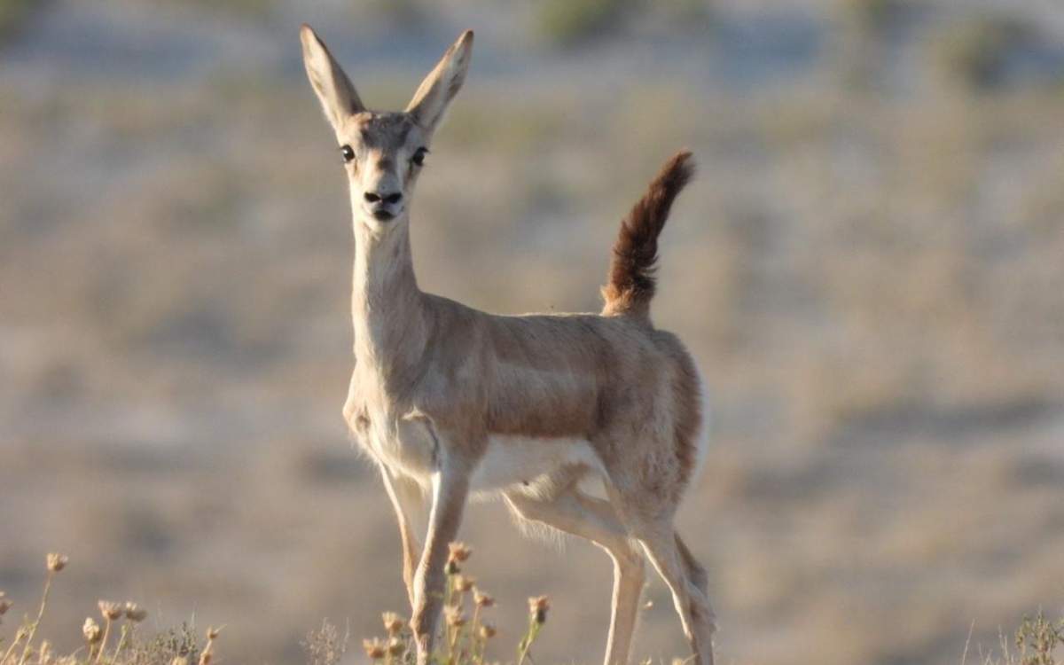 Шоу-бизнес жұлдыздарының аузына порно спермы Барлық бисексуалдық порно
