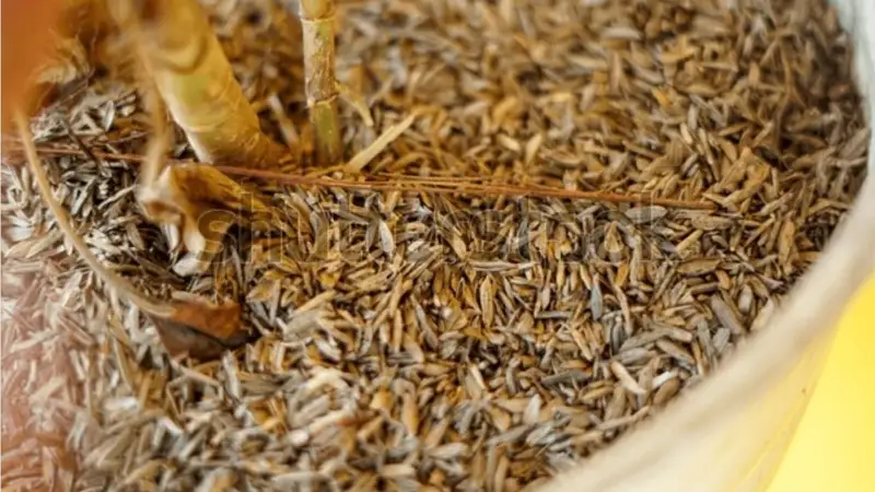 рисовая шелуха