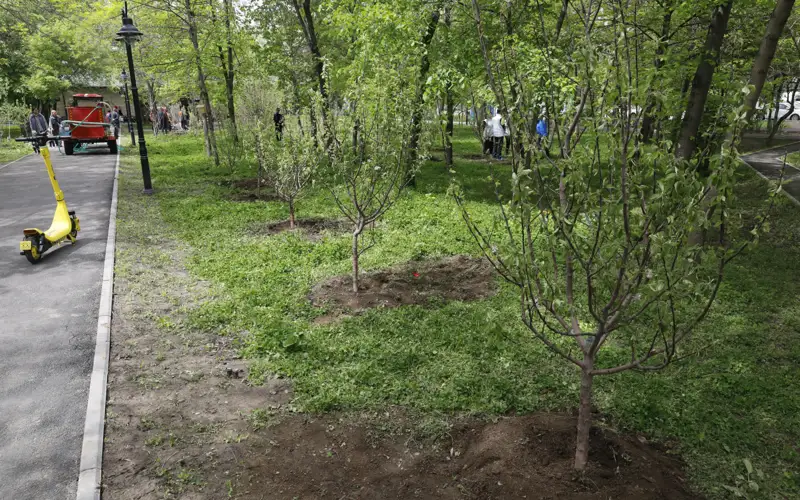 посадка деревьев 