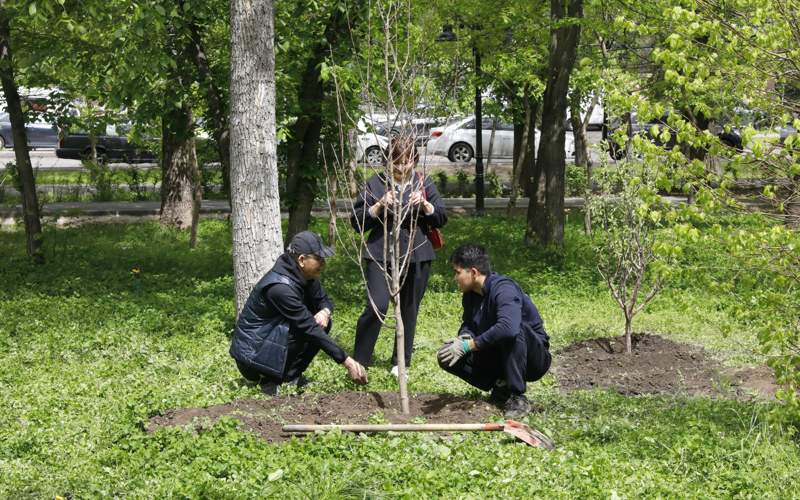 посадка деревьев