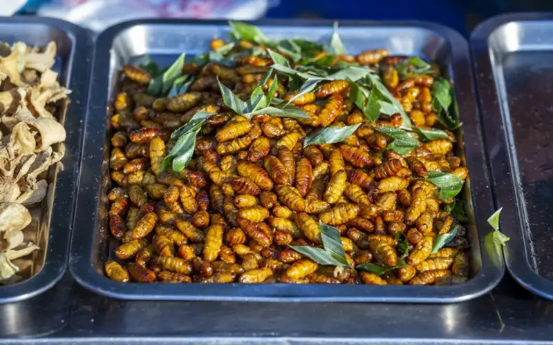 жәндіктерден тамақ