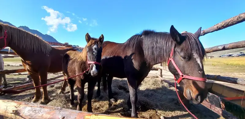 жылқының жаңа типі 