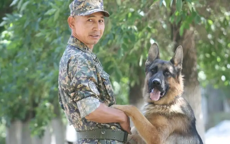 қызметтік иттер