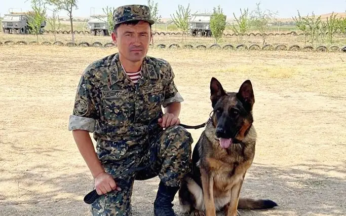 қызметтік иттер