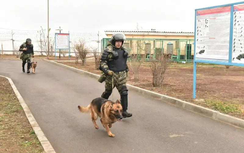 қызметтік иттер