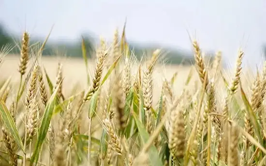 bıdaı