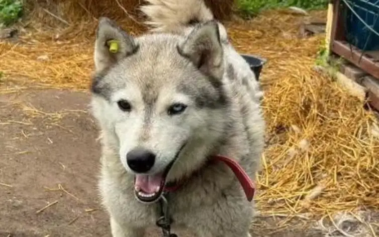 собаки из приюта