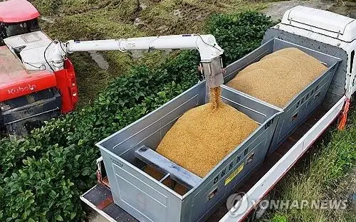 Rice