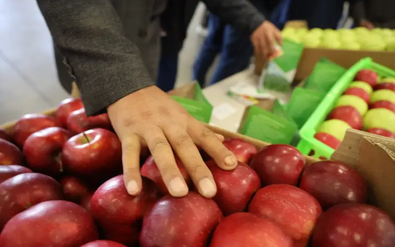 Kyrgyzstan to export apples to China
