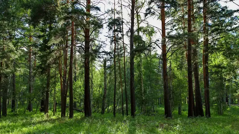 Кейинги 5 йилда Қозоғистонда ўрмонлар майдони 267 минг гектарга кўпайди