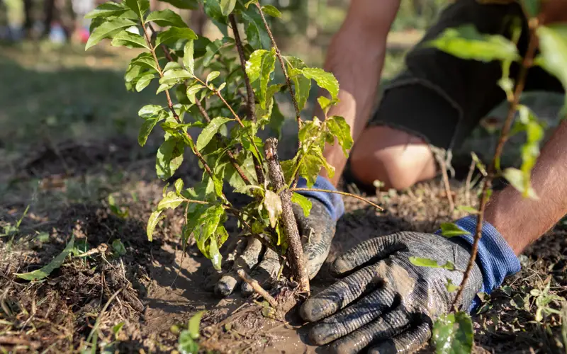 саженцы, деревья
