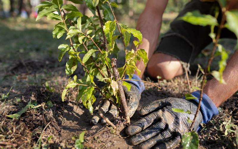 саженцы, деревья саженцы, деревья