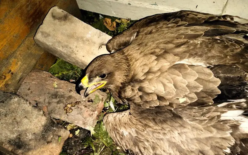 ШҚО тұрғыны жолда жаралы жатқан Қызыл кітапқа енген құсты құтқарып қалды