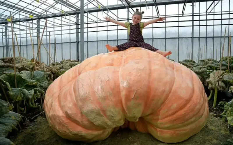 монстр-қовоқ