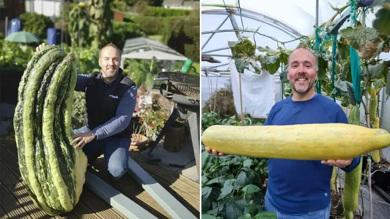 Британиялық бағбан