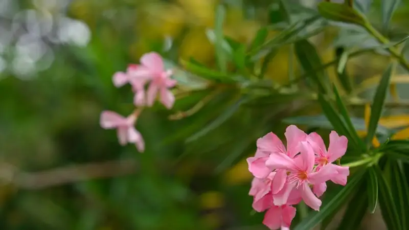 Abu Dhabi bans oleander to safeguard public health