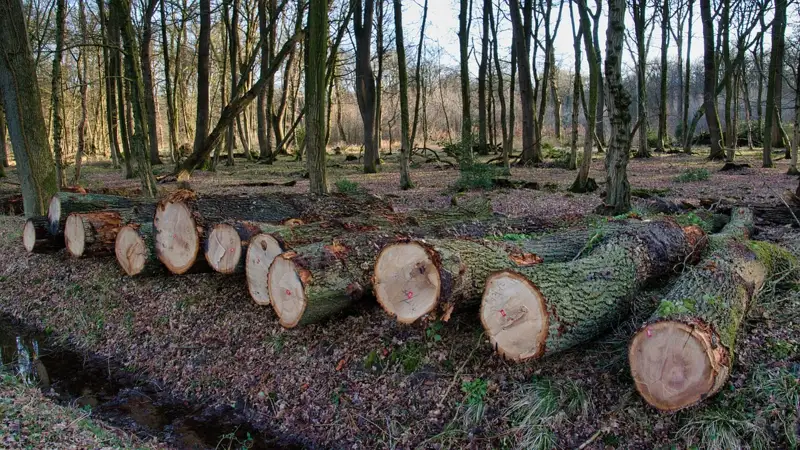 Global forest loss in 2023 exceeds targets - report