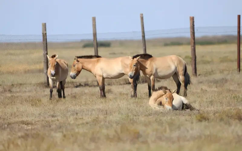 лошади Пржевальского