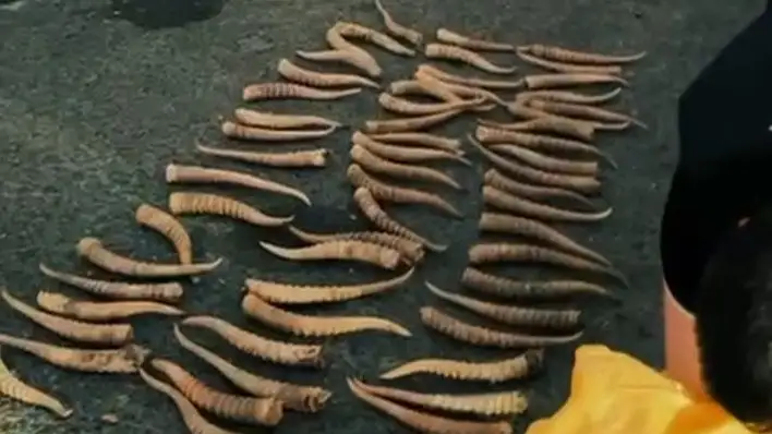 киік мүйізі