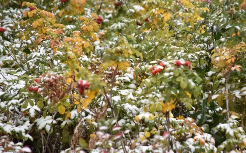 снег в Астане