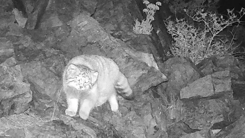 Қарағанды облысында жабайы сабаншы фототұзаққа түсіп қалды 