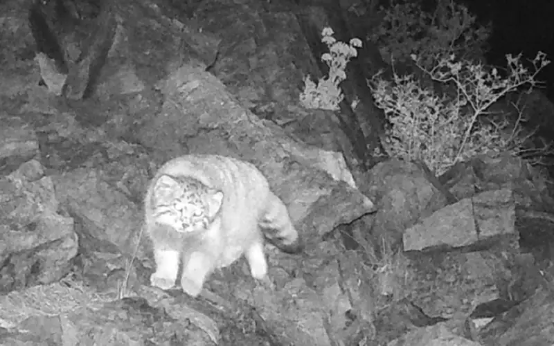 Манул попал в объектив фотоловушки в Карагандинской области 