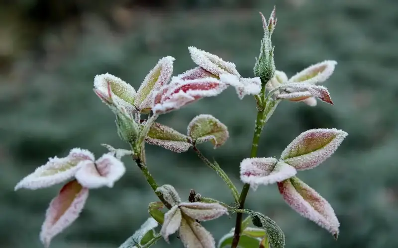 Cold snap heading to southern Kazakhstan