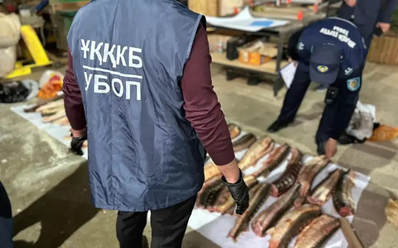 «Bekire – 2024»: Atyraýda ustalǵan júrgizýshiniń kóliginen 70 keli bekire tárkilendi