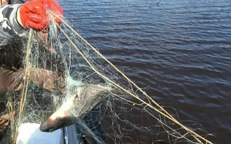 балық аулау