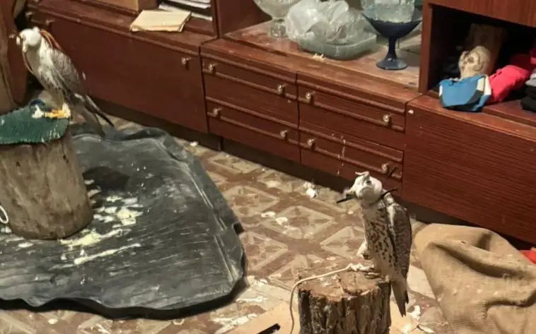  краснокнижные соколы