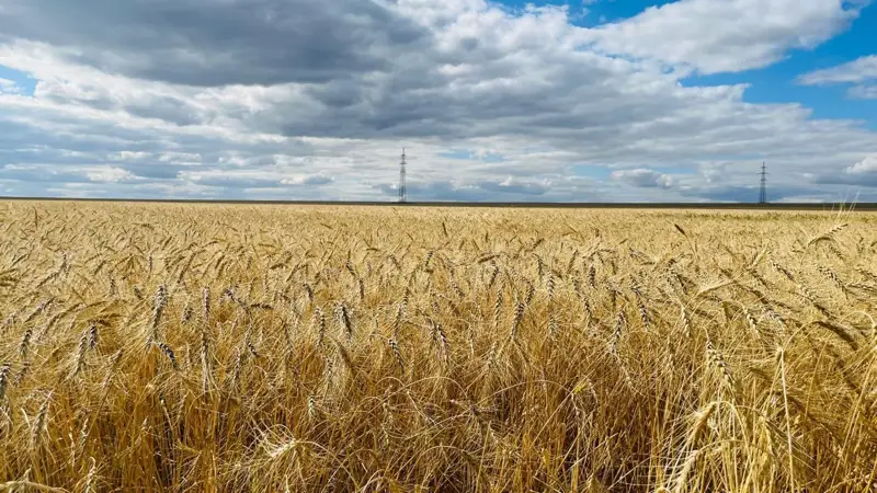 Grain harvest 