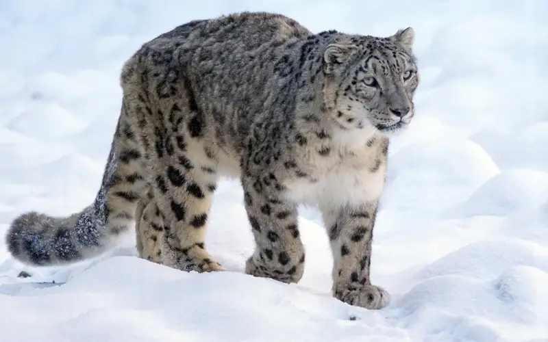 Snow leopard population in Kazakhstan doubles 