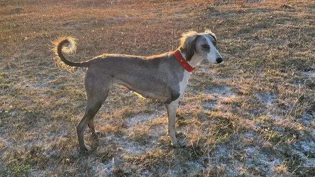 Самая красивая тазы страны 