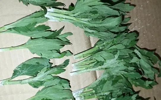 Тысячи зараженных белой ржавчиной хризантем вернули в Нидерланды