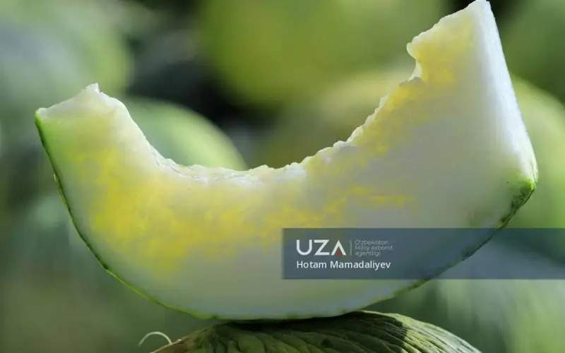 Фото: uza.uz