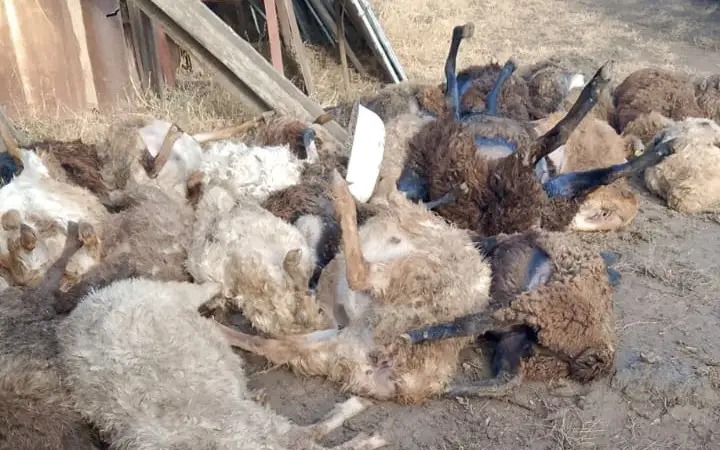 қой қырылды