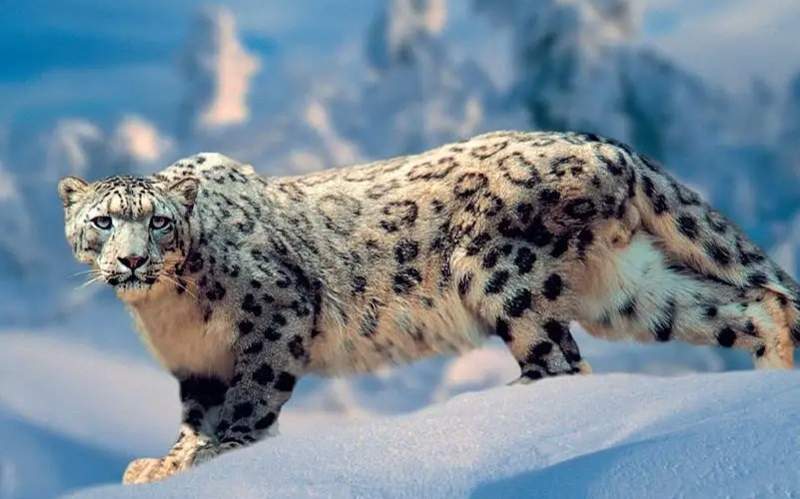世界雪豹日:保护这一高山之灵是人类共同责任 世界雪豹日:保护这一高山之灵是人类共同责任