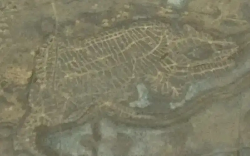 геоглиф черепаха