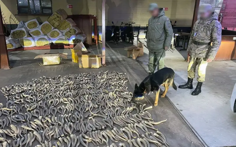 «Шығын – 2 млрд теңге»: «Хоргоста» 991 дана киік мүйізі заңсыз тасымалданғаны анықталды