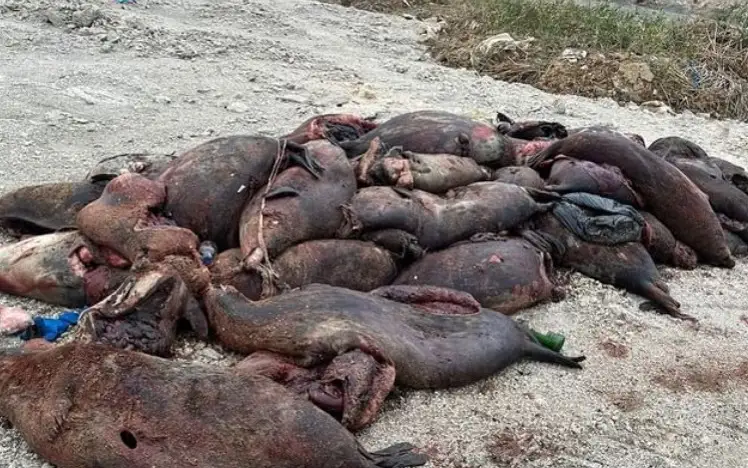 мертвые тюлени