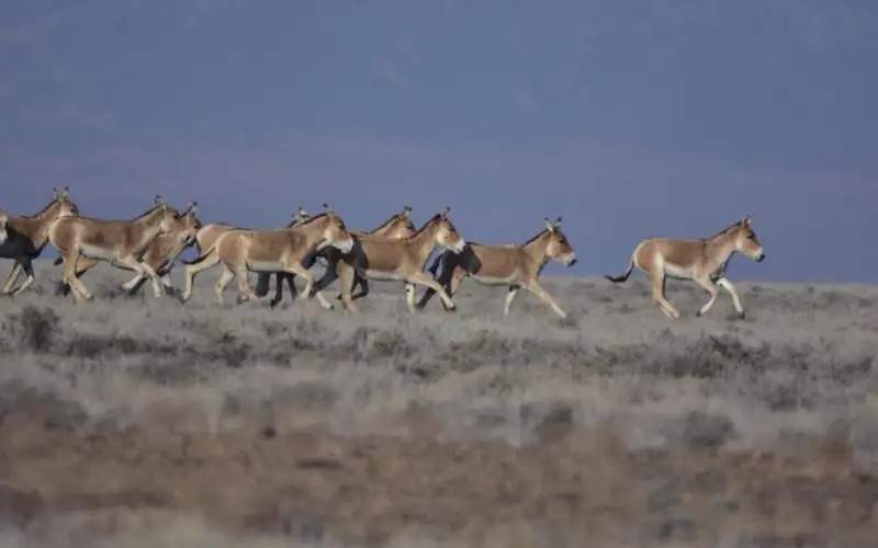 From kulans to Turan tigers: Kazakhstan's efforts to restore endangered wildlife