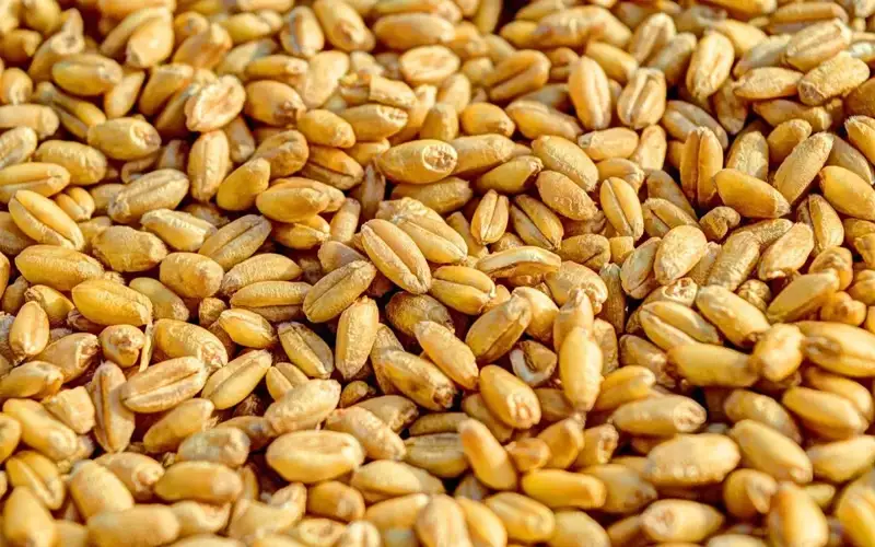 Kazakhstan imported 267,900 tons of seeds  from other countries 