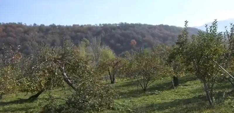 яблоневые сады в Карасайском районе, спорные участки 
