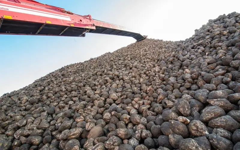 Жетісу қызылша