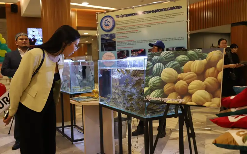 Ярмарки и выставки мастеров проходят в рамках проекта «Туған жер-алтын бесігім» в ВКО