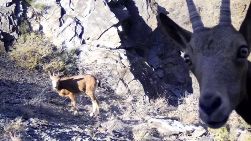 Кадры животных, попавших в фотоловушку, выложил Шарынский природный парк