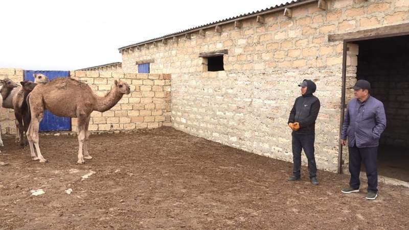 Mańǵystaýlyq sharýalar mal azyǵyna sýbsıdııa suraıdy