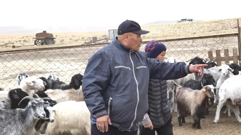 Маңғыстаулық шаруалар мал азығына субсидия сұрайды